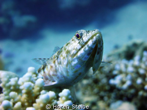 Lizardfish! by Horen Stalbe 